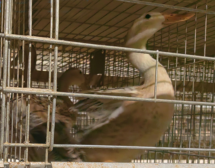 蛋鴨養(yǎng)殖設(shè)備